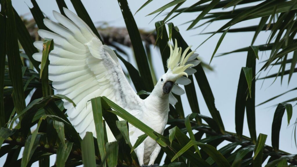 Cockatoo