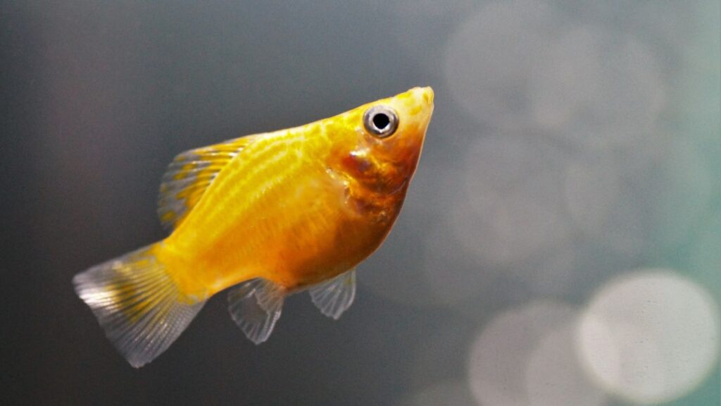 Molly Fish