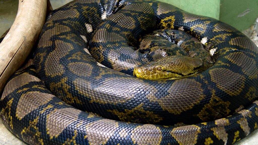 Reticulated Python