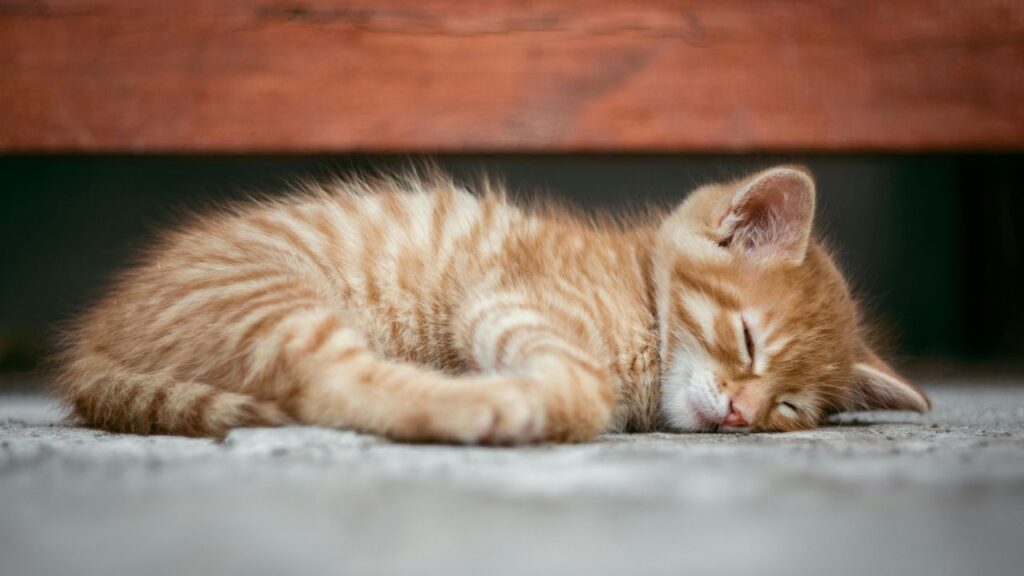 cat sleeping