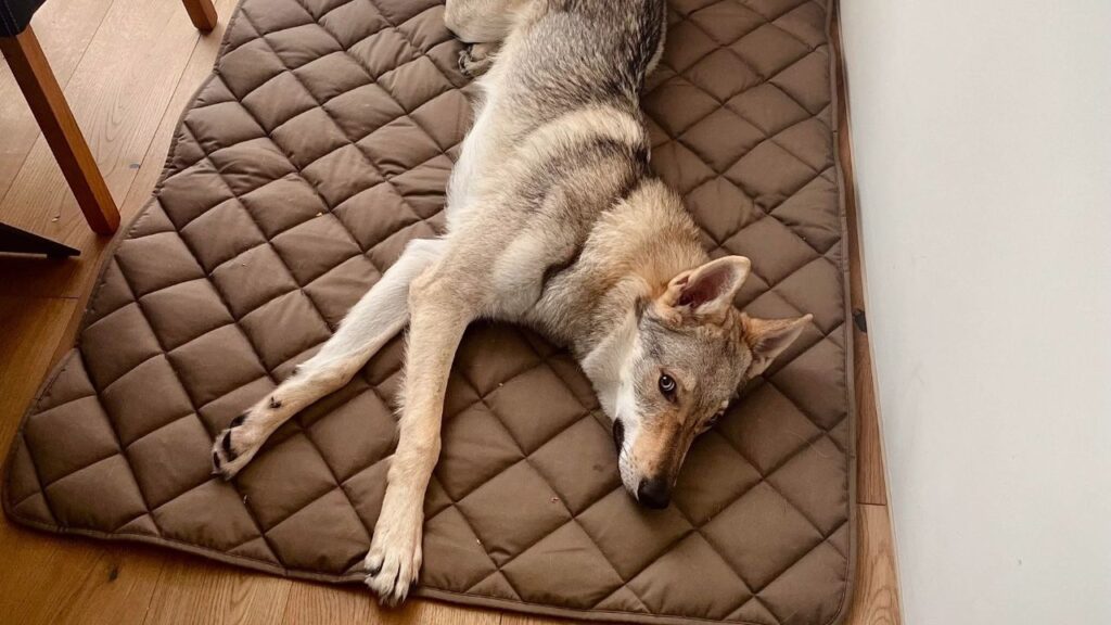 wolfdog lying in bed
