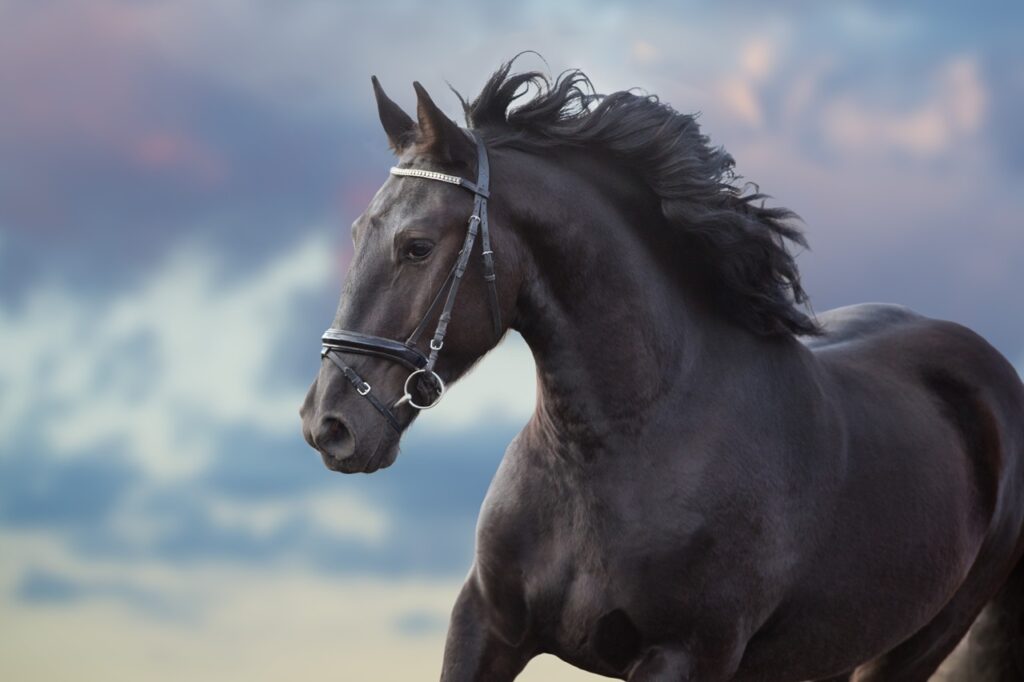 Large Frisian stallion