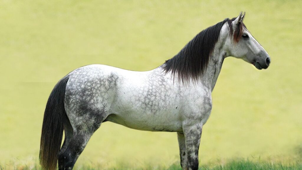 Mangalarga Marchador