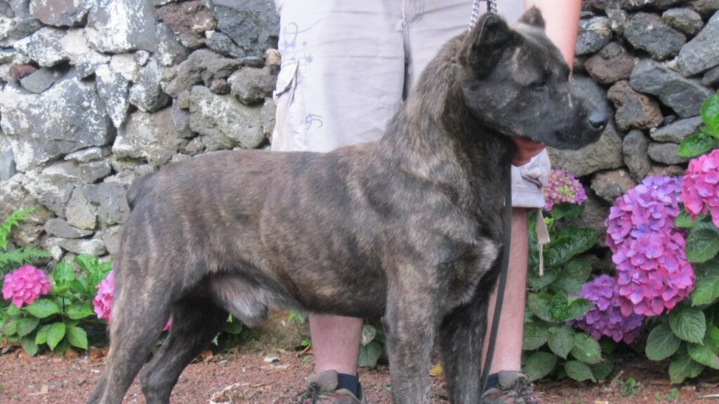 Cão de Fila de São Miguel