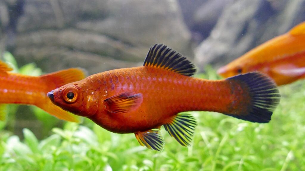 Red Wagtail Platy