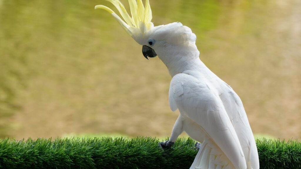 Cockatoo