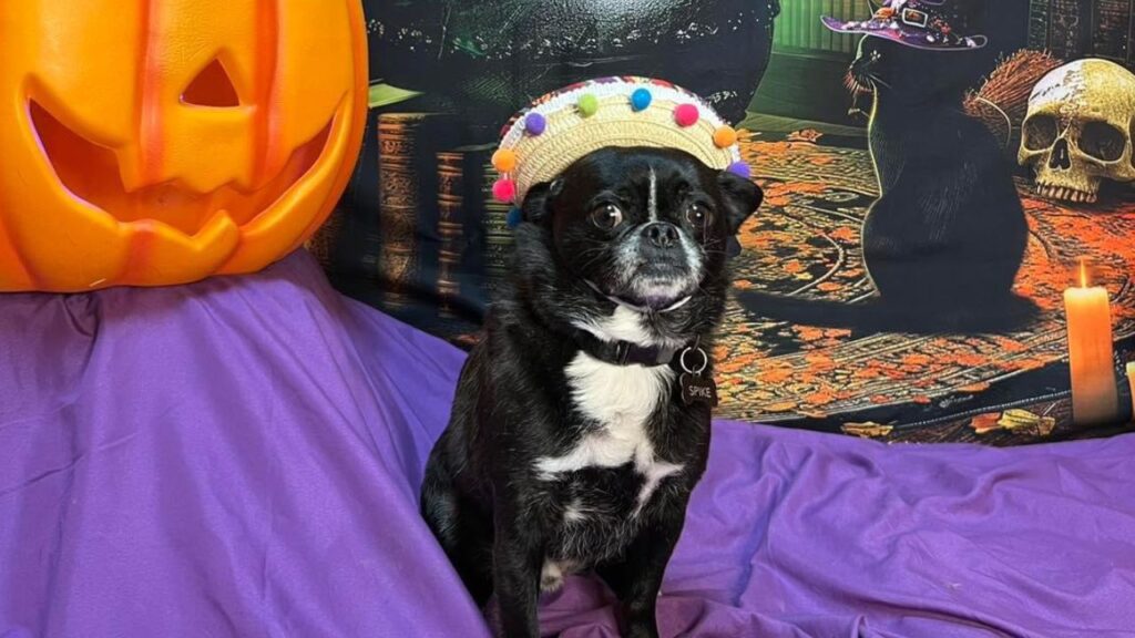 Chug – Chihuahua and Pug Mix