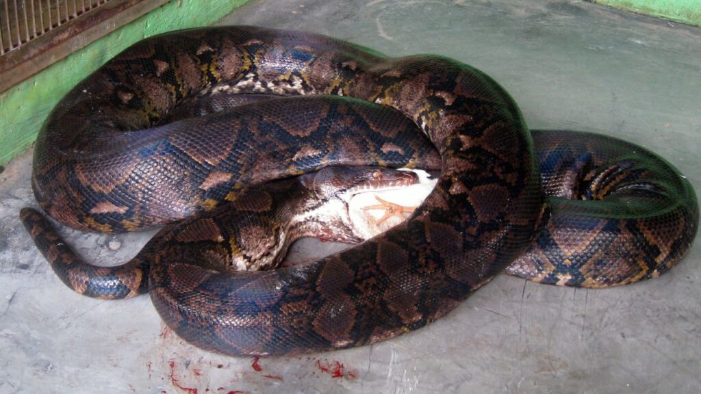 Reticulated Python