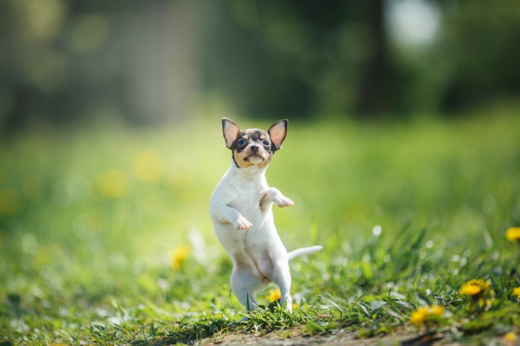 Toy Fox Terrier