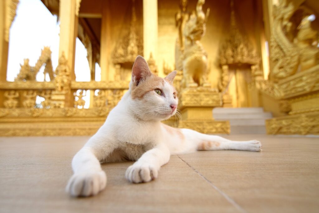 Cat in temple