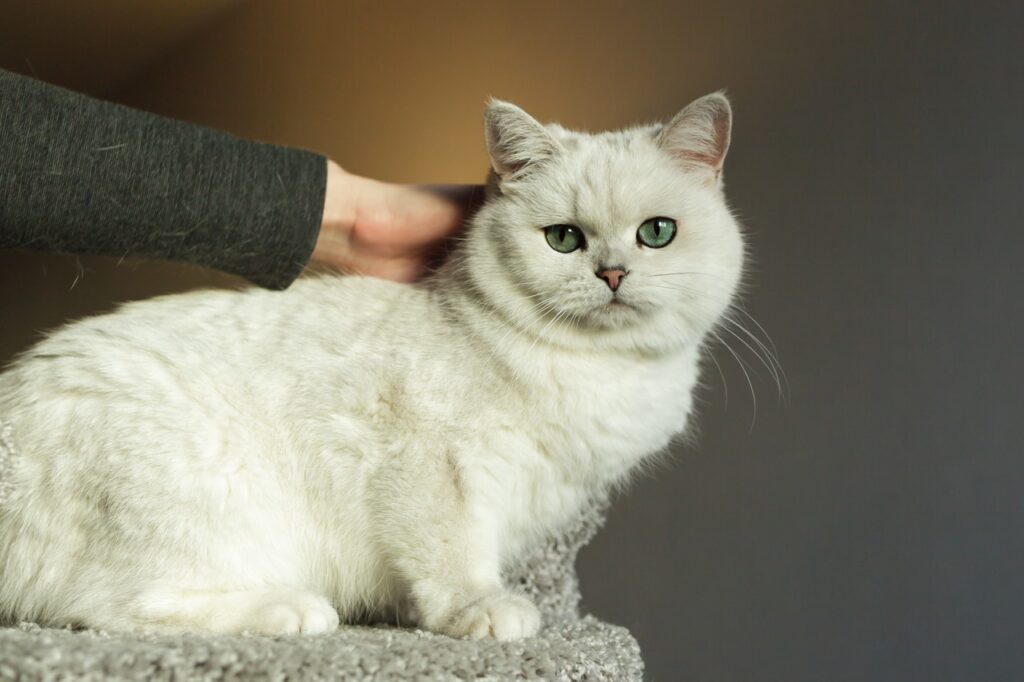 A beautiful white munchkin cat