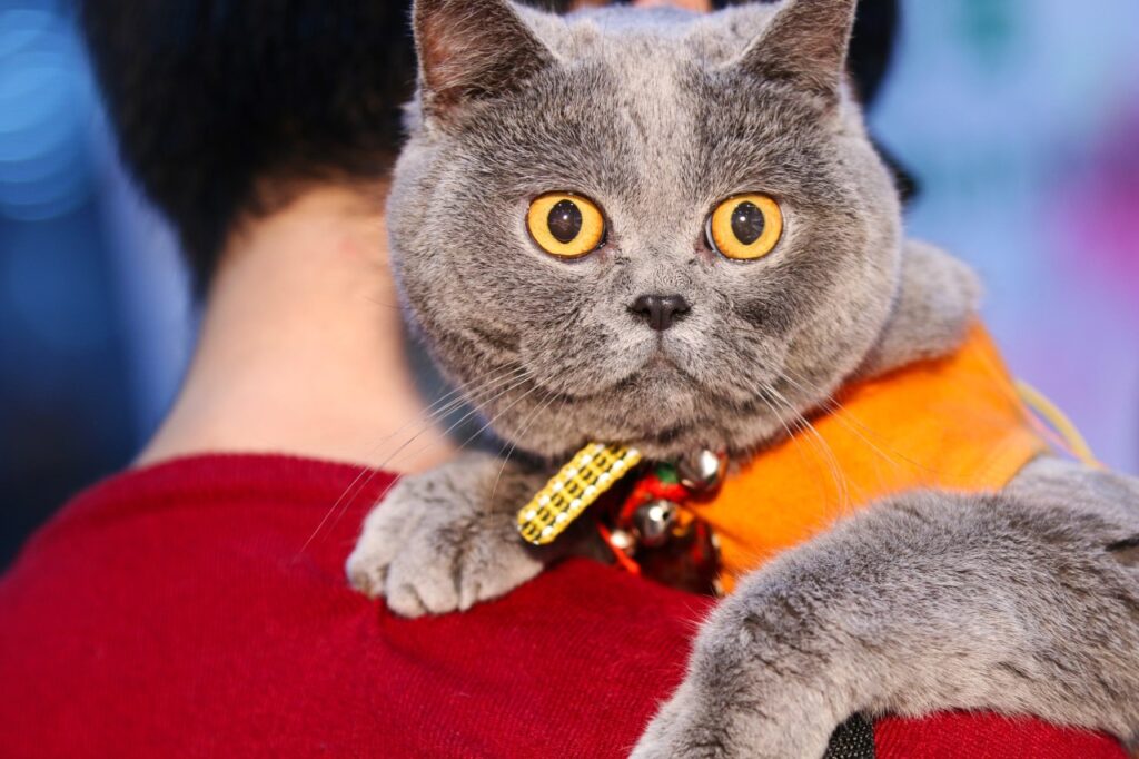 British short hair cat in arms