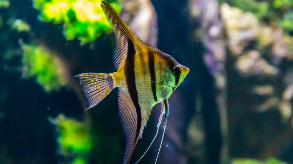 Angelfish