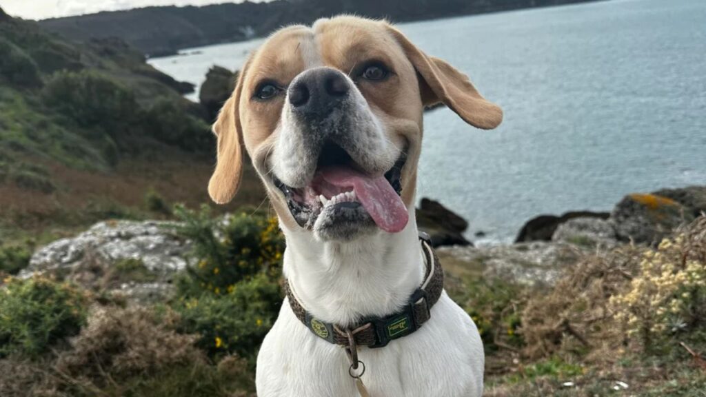 Boxador – Boxer and Labrador Retriever Mix