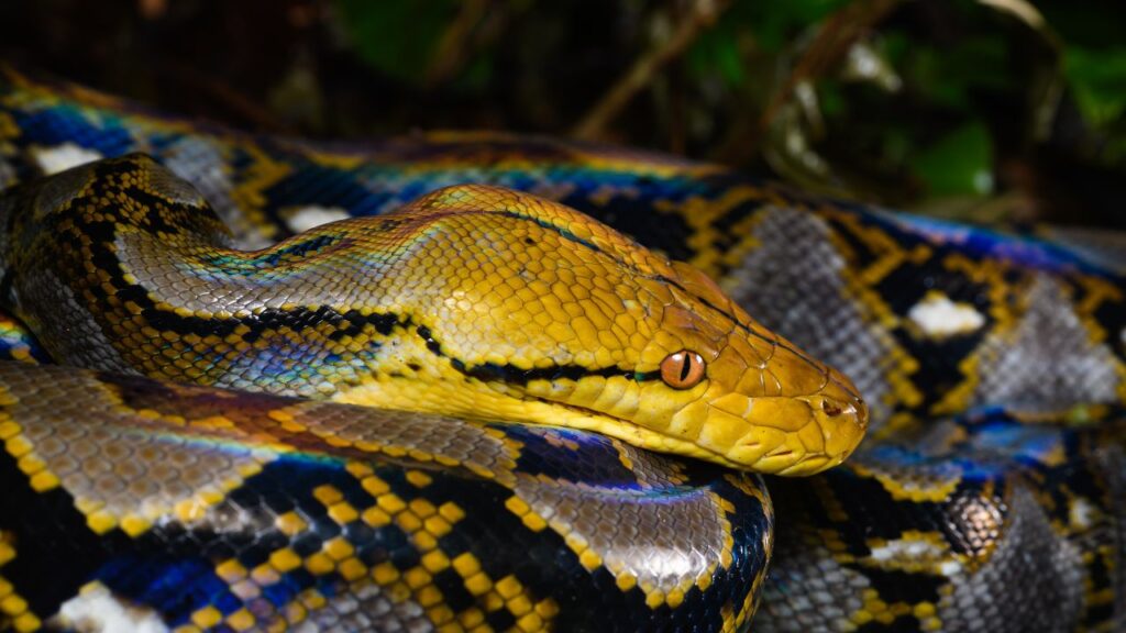 Reticulated Python