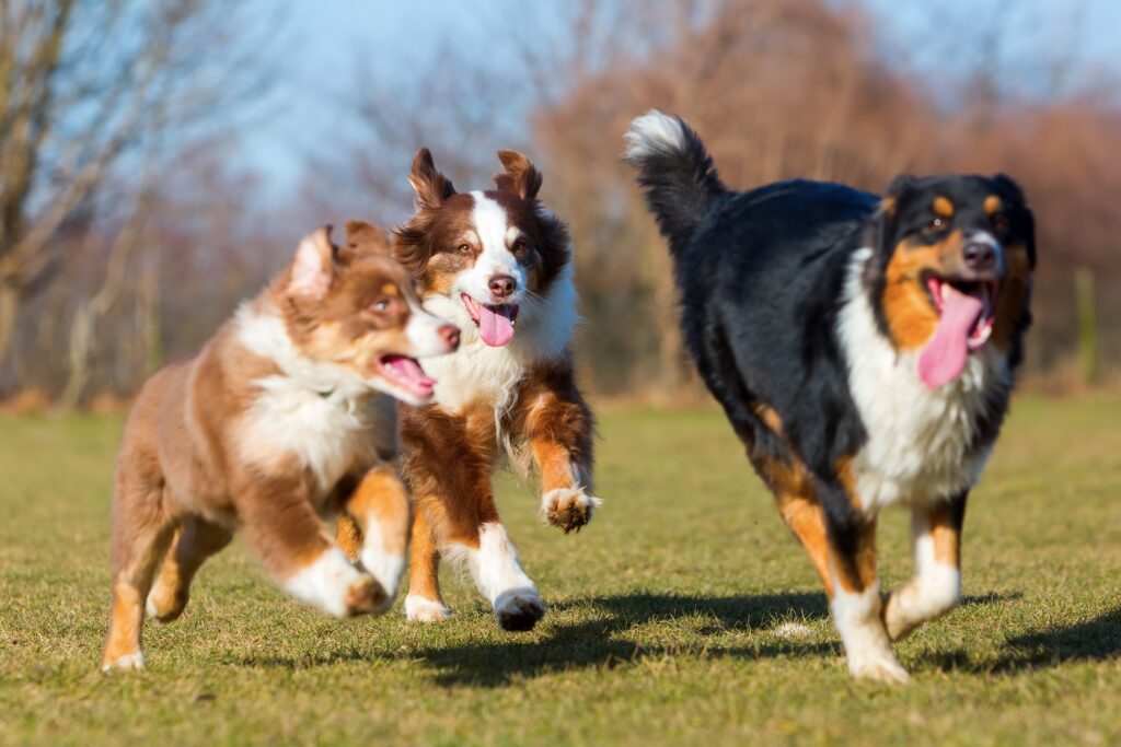 Three Australian Shepherd dogs running together in the park on a sunny day.