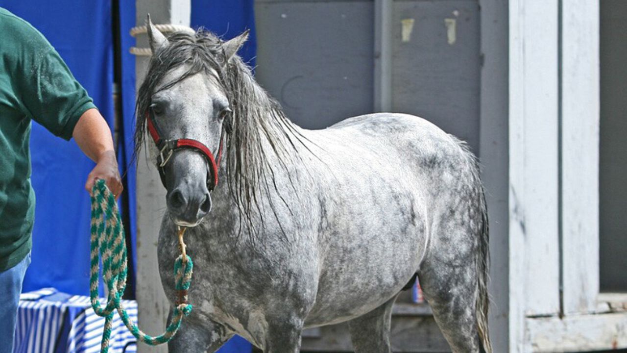 Caspian Horse