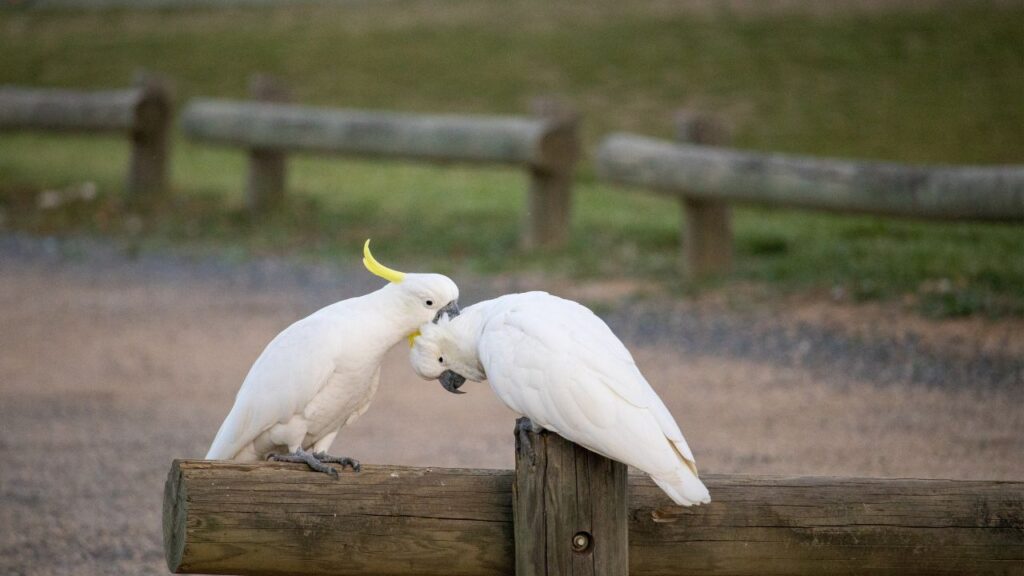 Cockatoo