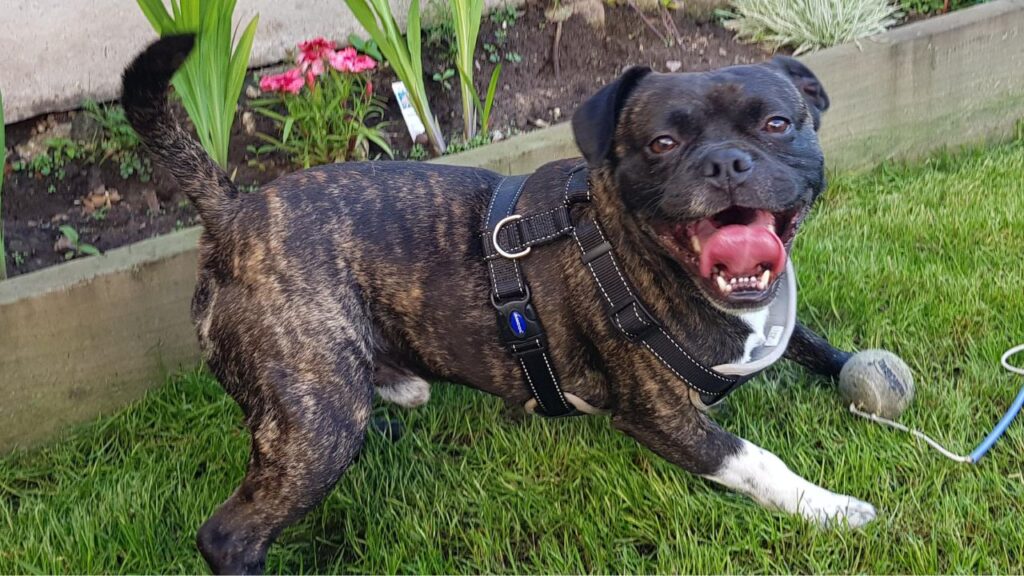 Bullpug – English Bulldog and Pug Mix