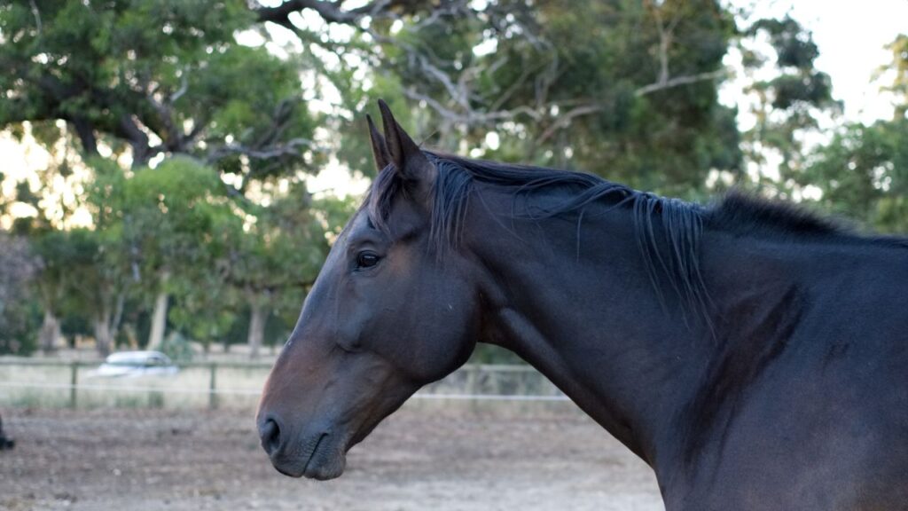 Standardbred