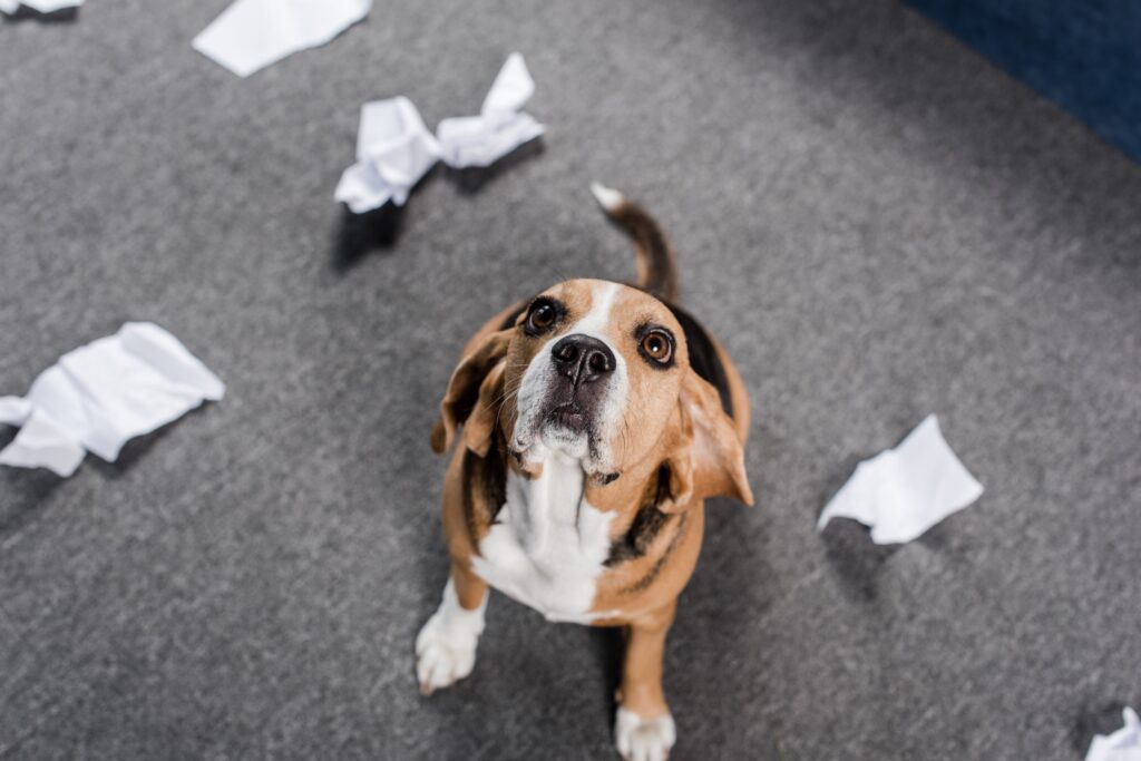 beagle dog with torn paper sitting on floor and looking up