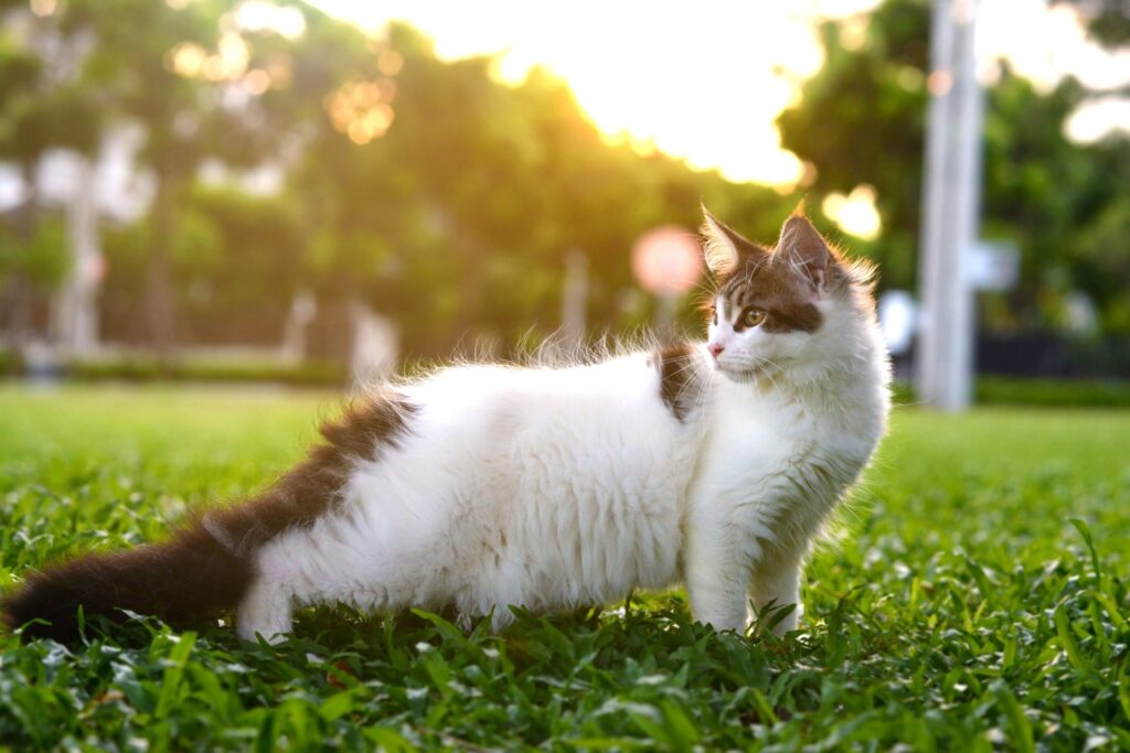A fluffy cat standing on green grass during sunset