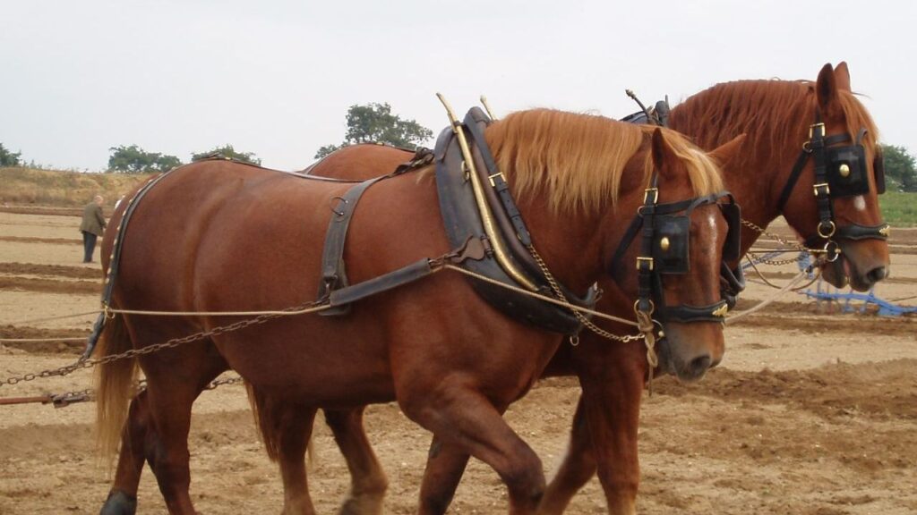 Suffolk Punch