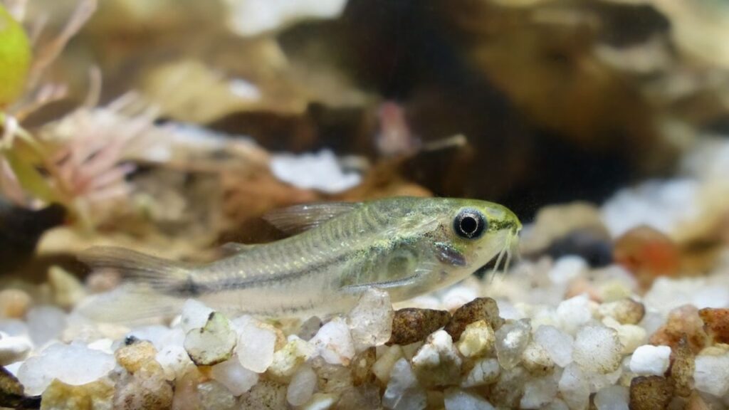 Pygmy Corydoras