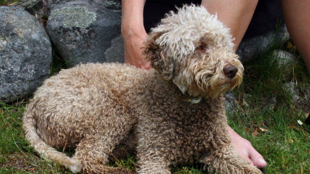 Lagotto Romagnolo