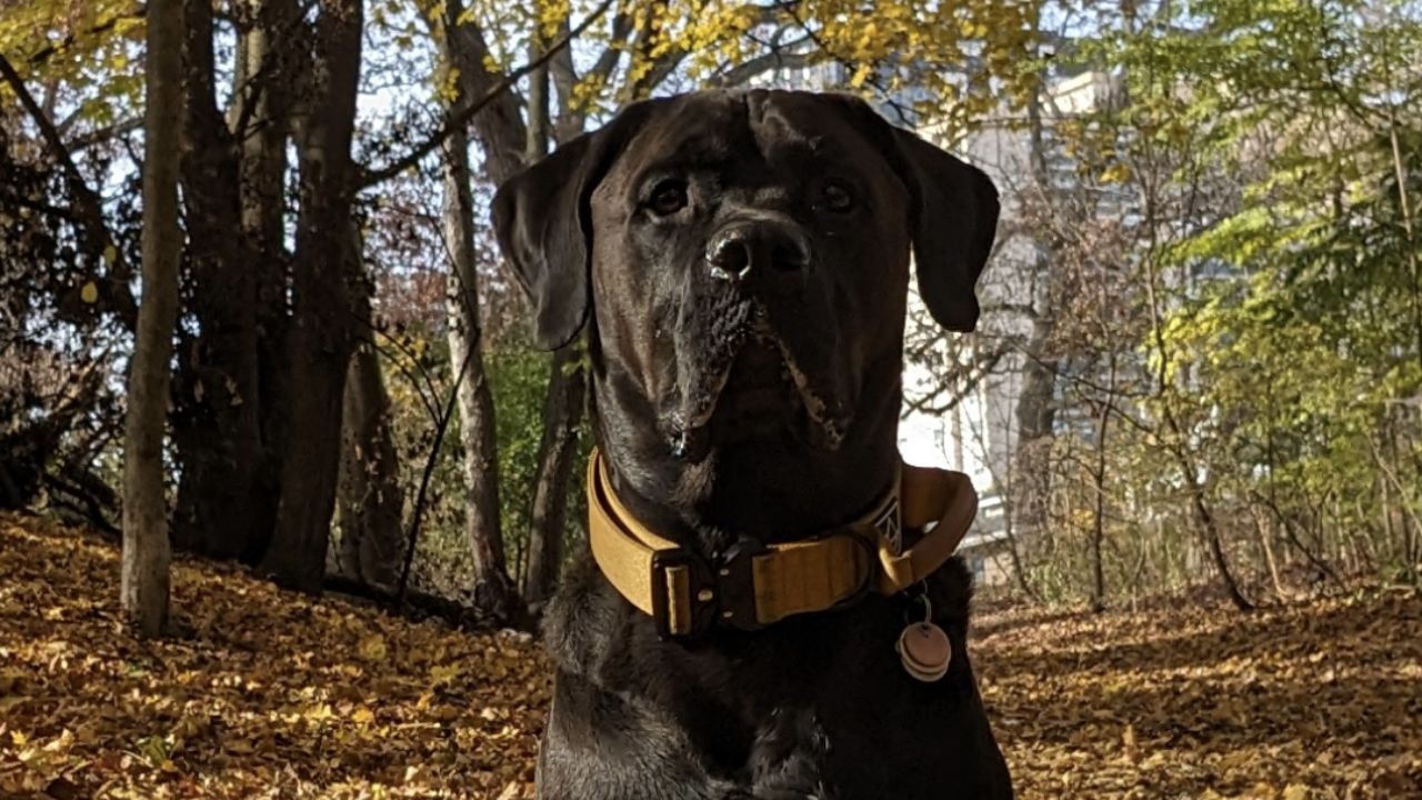 Golden Boxer (Golden Retriever & Boxer)