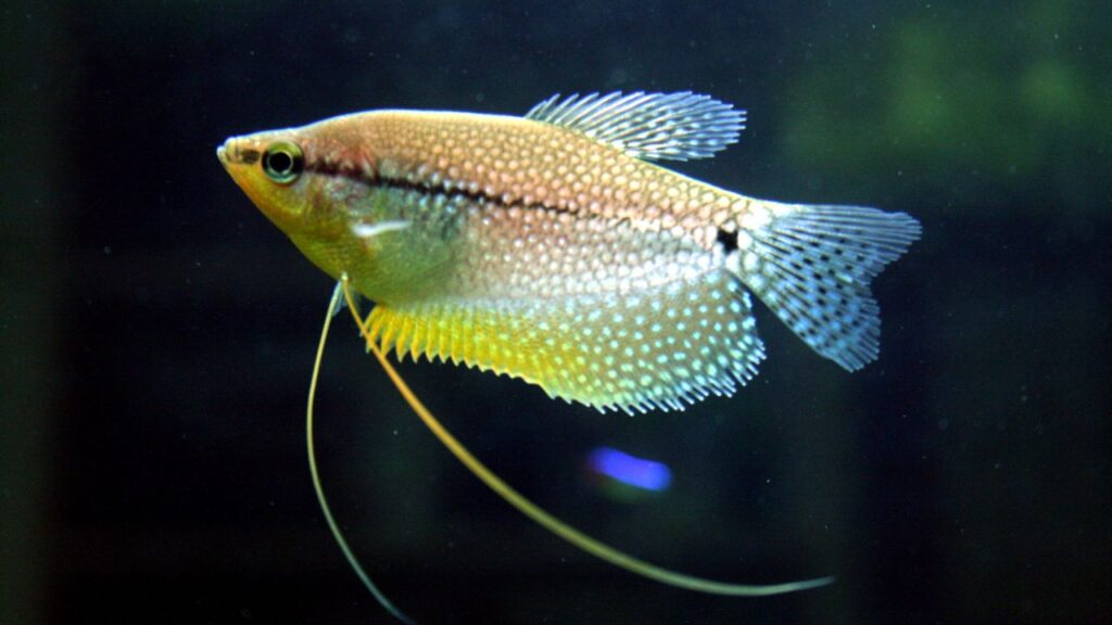 Pearl Gourami