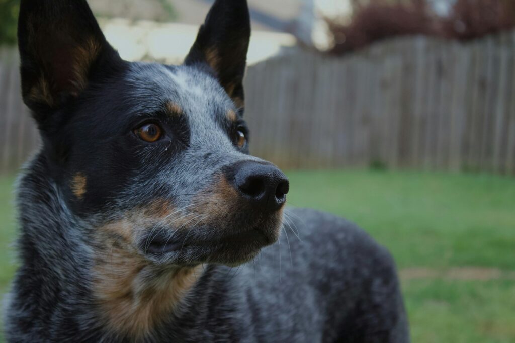 Australian Cattle dog closeup