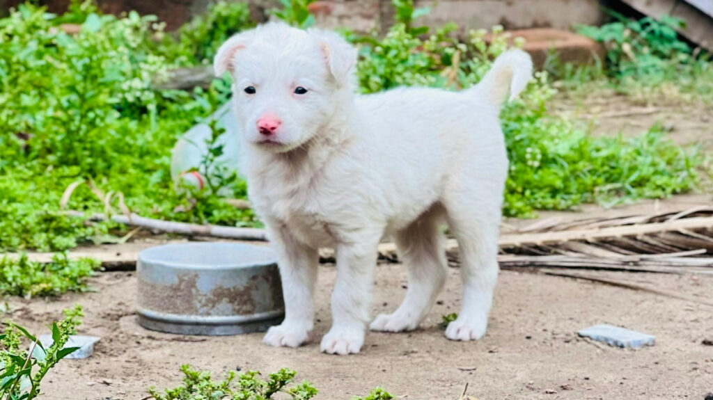 Australian Cattle dog pup