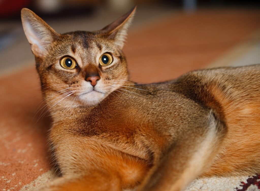 Abyssinian Cat