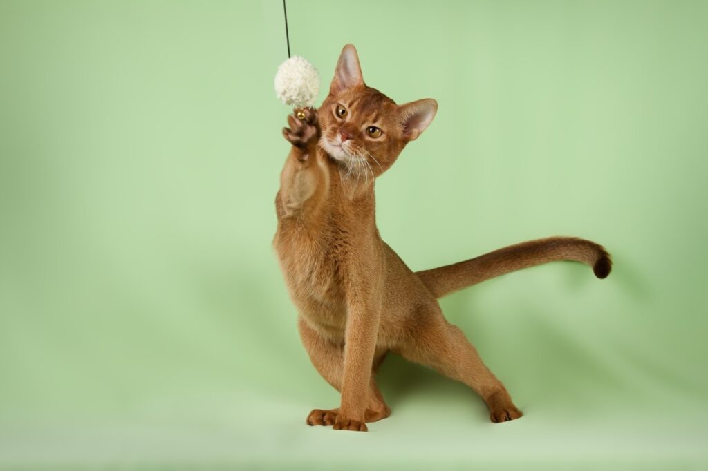 Abyssinian cat playing