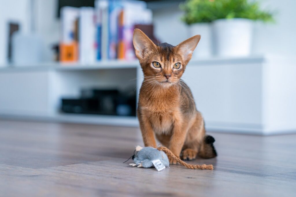 Abyssinian with toy rat