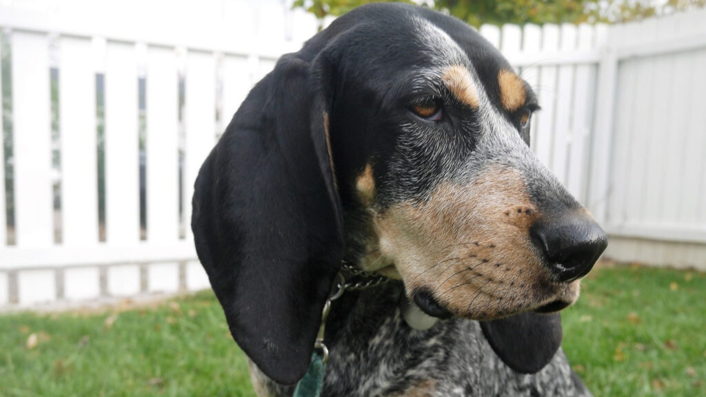 Bluetick Coonhound