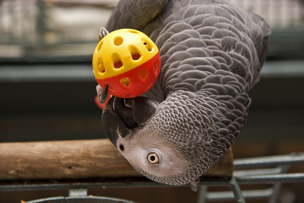 African Parrot with toys