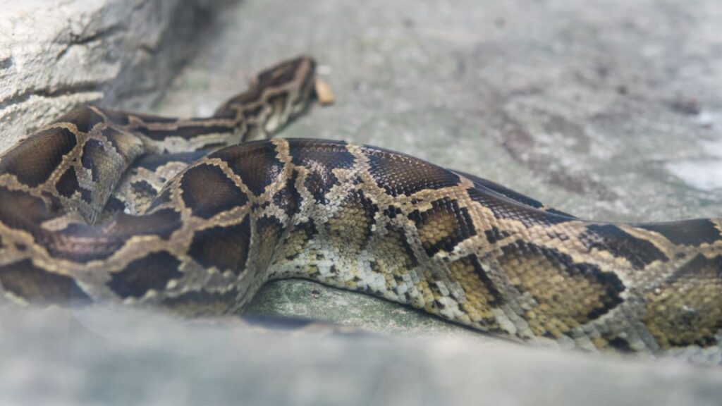 African Rock Python
