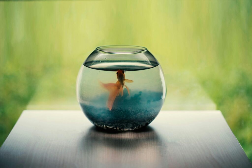 A Small Aquarium with no devices for Aeration