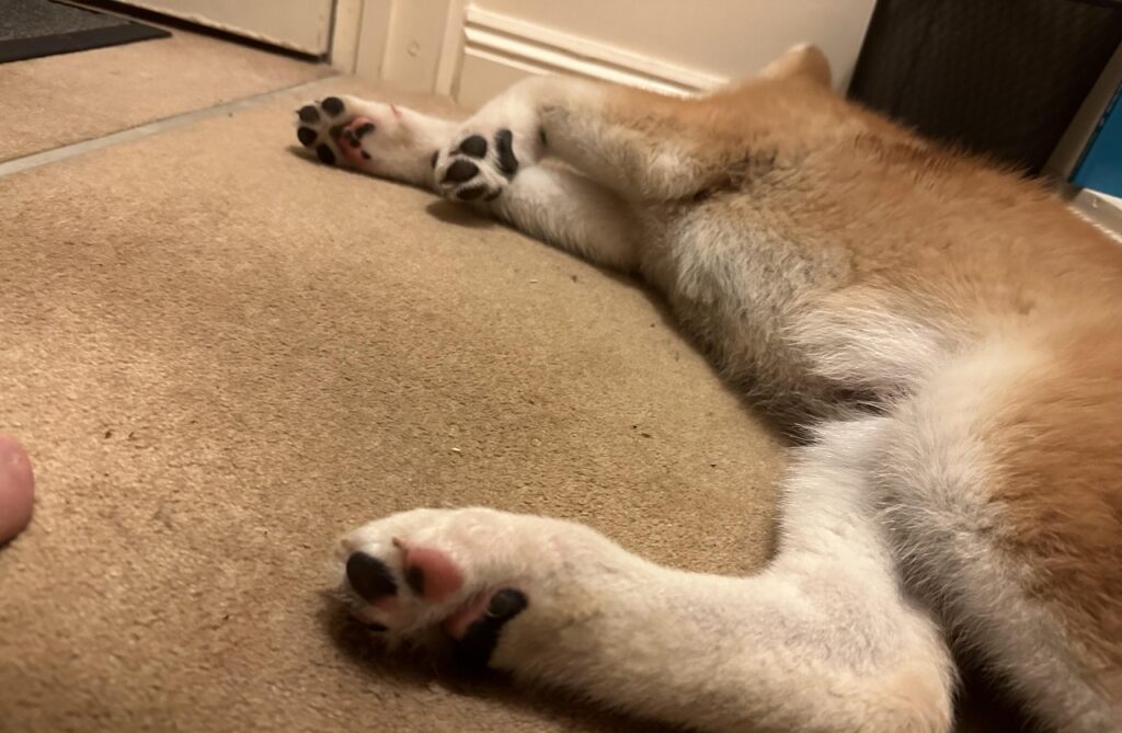Akita Paws