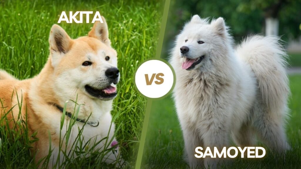 Akita vs Samoyed