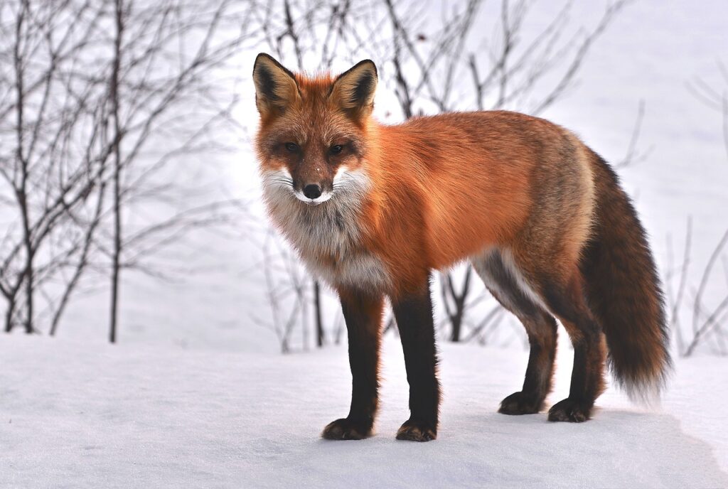 Fox in the winter