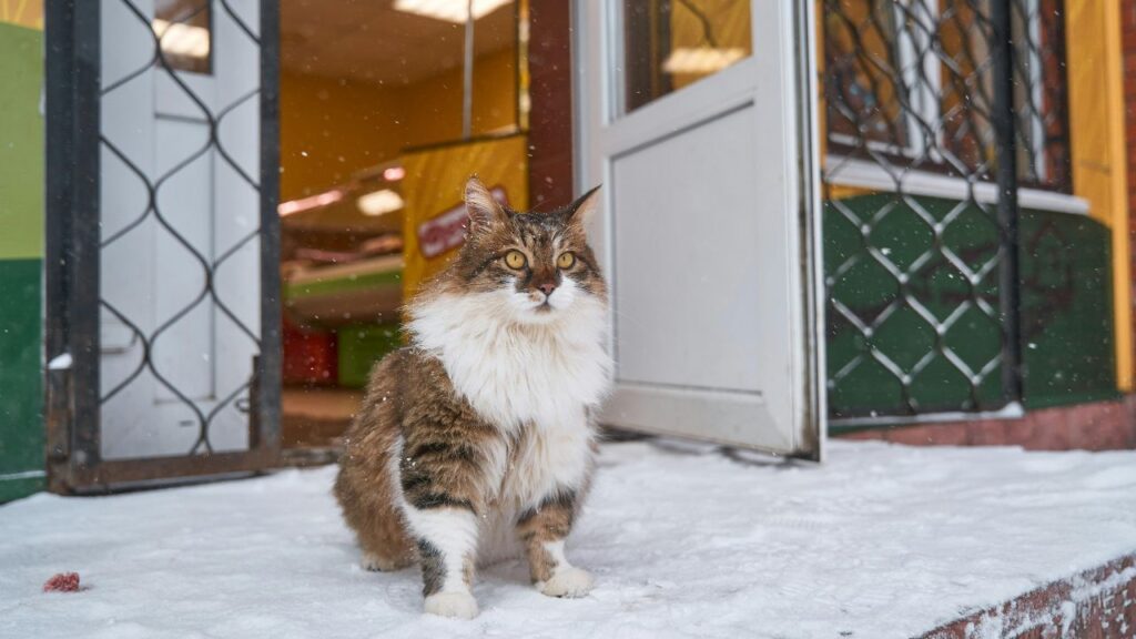 Norwegian Forest Cat