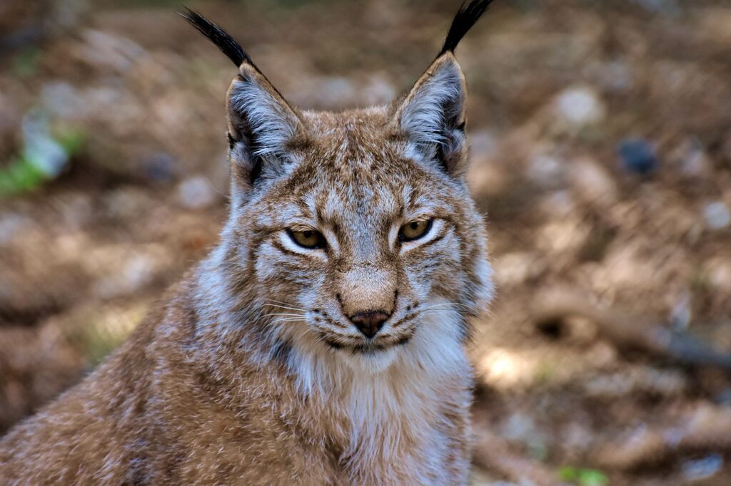  Closeup of a Lynx cat