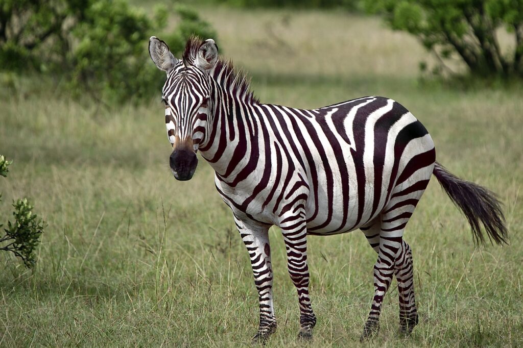 A wild Zebra