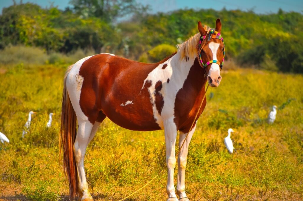 American Paint Horse
