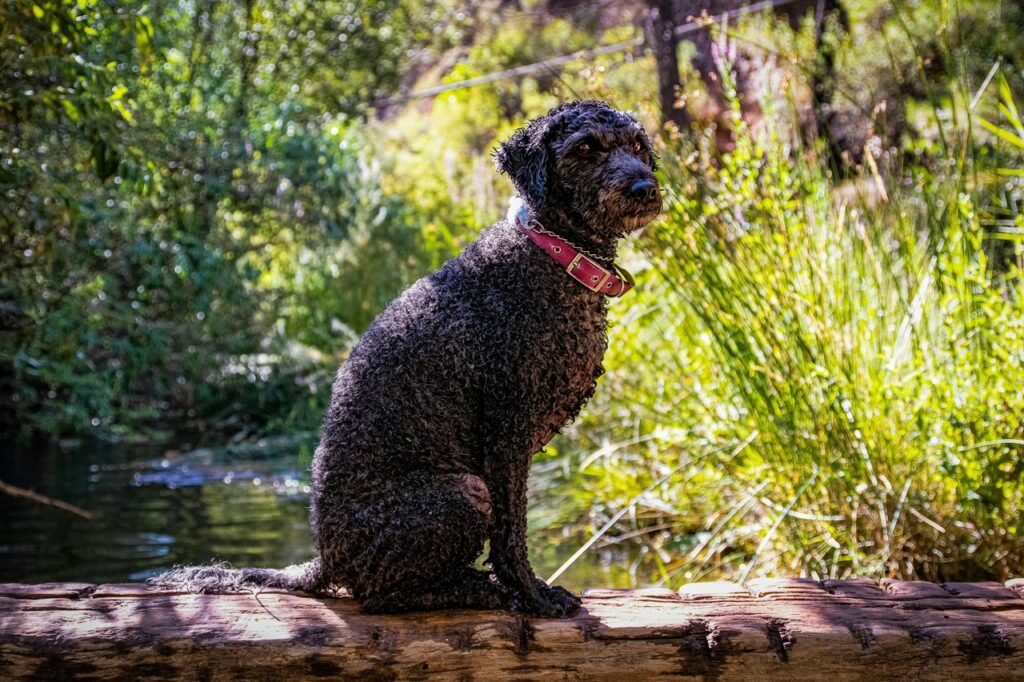 Spanish Water Dog Sitting