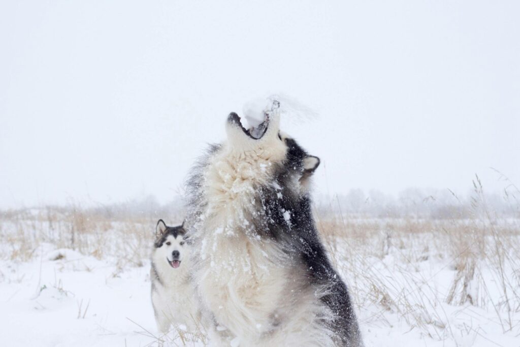 Siberian Husky Howling