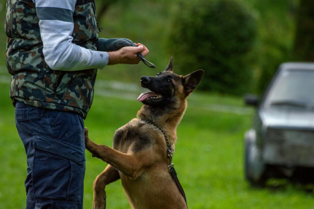 Belgian Malinois with its trainer